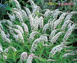 Image result for Lysimachia