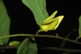 Image result for Annickia ambigua