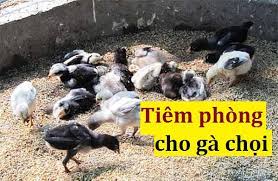 Các trang trại chăn nuôi tập trung có từ 2.000 con gà trở lên, các xí nghiệp chăn nuôi của nước ngoài. LÆ°u Y Lá»‹ch Tiem Phong Cho Ga Chá»i Ä'áº§y Ä'á»§
