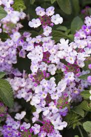 Although north texas experiences a range of temperatures throughout the year. Lavender Swirl Trailing Lantana Lantana Monrovia Plants Plant Gifts