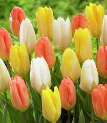 This supersoft saxony carpet is made in britain from 100% polyester yarn so is one of the softest we've got on offer whilst also benefiting from our famous stainfree for life guarantee. Tulip Bulbs Everlasting Love Perennial Tulip Mixture Tulip Store