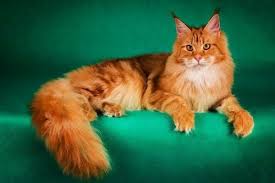 Panjang tubuh maine coon jantan dewasa bisa. Kucing Maine Coon Ras Kucing Besar Yang Lucu Untuk Dipelihara