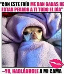 El pronostico para hoy es. 98 Ideas De Clima Gracioso Imagenes Graciosas Memes De Frio