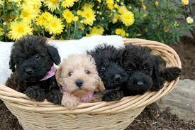 Free puppies and puppies for adoption on here come from world reknown breeders that are looking for homes that would adopt these puppies for free, be sure to scroll through our listings for free puppies. Schnoodle Puppies For Sale Puppy Love