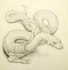 Snakes The Art Of John Dockus Keeping the skin damp, providing. snakes the art of john dockus