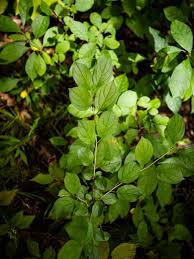 Image result for Rhamnus