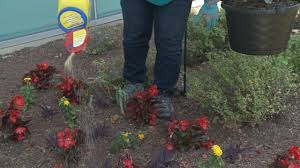Maybe you would like to learn more about one of these? Applying Pre Emergent In A Flower Bed This Week In The Garden Youtube