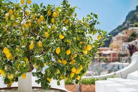 Image result for Citrus × limon