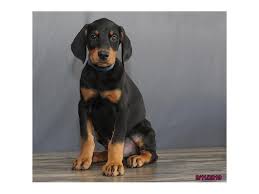Doberman puppies for sale upstate ny. Doberman Puppies For Sale In Ohio L2sanpiero