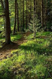 Lori Rocks A Walk Through The Forest By Daniel Kay Forest Scenery Beautiful Forest