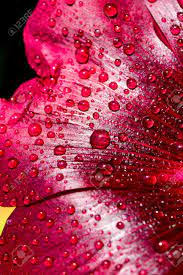 Take note of how in the images the drop acts like a tiny lens, refracting and inverting the image inside it. Wallpaper For Your Desktop Water Drops On Flowers Mallow Close Up Stock Photo Picture And Royalty Free Image Image 21277384