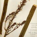 Image result for Chlorophytum gallabatense