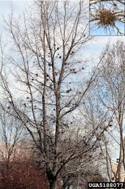 Occidentalis) is a large native tree found commonly on river terraces and floodplains in southern and central minnesota. Common Hackberry Umn Extension