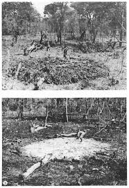 Image result for Phyllocosmus lemaireanus