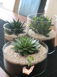 All Ikea Looks Great Salvabrani Centros Mesa Pinterest Succulents Succulents Garden And Plants All I Succulent Garden Indoor Plants Succulents