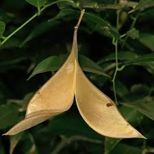 Image result for Craibia zimmermannii