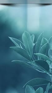 Full Hd Wallpaper For Mobile Phones With The Status Bar Shadow Effect Beautiful And Very Rare Mo Htc Wallpaper Leaves Wallpaper Iphone Best Flower Wallpaper