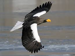 Steller S Sea Eagle Ebird In 2020 Steller S Sea Eagle Sea Eagle White Tailed Eagle