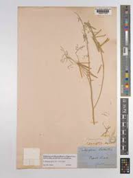 Image result for Indigastrum parviflorum