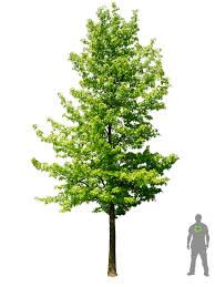 Amerikanischer Amberbaum Liquidambar Styraciflua Tree Photoshop Landscape Architecture Drawing Garden Illustration