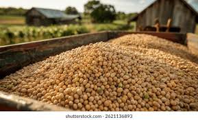 Image result for Brazzeia soyauxii