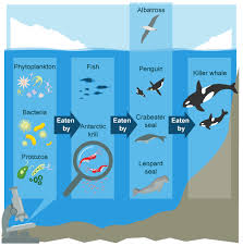 Bbc Ks3 Bitesize Geography Antarctica Revision Page 4 Antarctica Geography Antarctic Animals