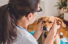 Swimmer's ear treatment swollen tonsils are not usually a direct cause of ear infections. The Connection Between Your Dog S Ear Infections And Allergies Zoetis Petcare