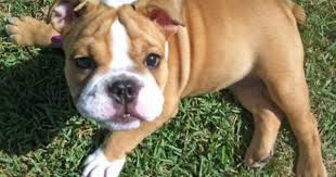 Buffy The Bulldog Puppies Bulldog Puppies Puppy Breeds