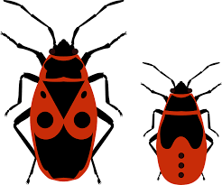 Click to view uploads for iyi kon. Beetle Bug Firebug Free Vector Graphic On Pixabay