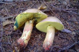 Image result for Boletus speciosus