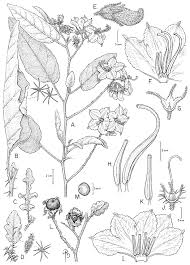 Opens in 1 day 2 h 19 min. A Revision Of The Solanum Elaeagnifolium Clade Elaeagnifolium Clade Subgenus Leptostemonum Solanaceae