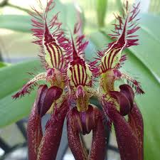 Image result for Bulbophyllum burttii