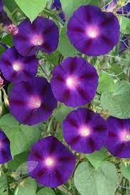 Aip Grandpa Ott Morning Glory Seeds Lovely Heirloom Morning Glory Flowers Morning Glory Seeds Morning Glory Plant