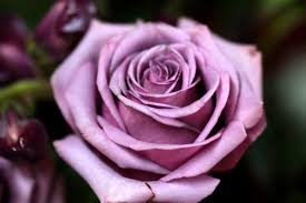 Check spelling or type a new query. Lavender Rose Up Close Flower Free Stock Photo Public Domain Pictures