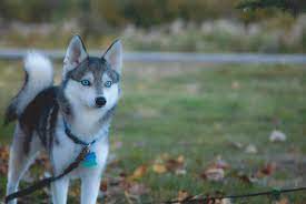 Alaskan Klee Kai Miniature Husky I Want A Blue Eyed Klee Kai Miniature Husky Or Pomsky Alaskan Klee Kai Miniature Husky Pomsky