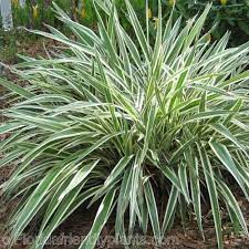 Riverview Flower Farm S Florida Friendly Plants Florida Plants Florida Native Plants Plants