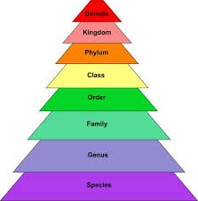 Christmas Tree Of Classification Animal Classification