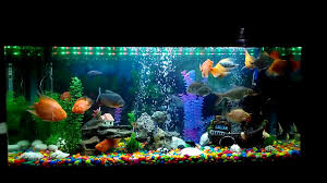 Check spelling or type a new query. My Community Tank With Parrot Fish Youtube