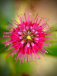 We did not find results for: 200 Nz Flowers Ideas Flowers Plants Native Plants