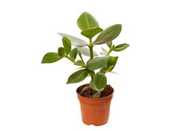 Maybe you would like to learn more about one of these? 10 Low Light Houseplants You Can Grow Practically Anywhere Bob Vila