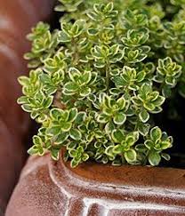 Check spelling or type a new query. Pin On Thyme Ideas