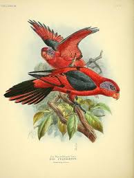 Tropical Black Bird With Large Beak N93 W1150 Bird Prints Vintage Parrot Bird Illustration