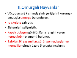 Omurgali Hayvanlarin Ozellikleri Yapisi Ve Siniflandirilmasi 9 Sinif Biyoloji Canli Alemleri Ve Ozellikleri Konu Ozeti 2019 2020