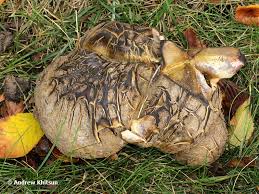 Image result for Scleroderma polyrhizon