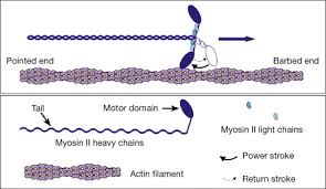 Protein Structures: Primary, Secondary, Tertiary, Quaternary |  Schoolworkhelper