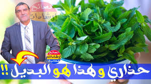 هل سمعت يوميا عن أضرار النعناع تعرفوا عليها و البدائل الصحية مع الدكتور محمد الفايد Health Herbs