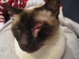 There are a variety of treatments to soothe itchy skin associated but if you notice your cat is losing more hair than usual or has bald patches, see your veterinarian as soon as possible. Cat Skin Diseases Of Unknown Cause Diagnosis And Treatment
