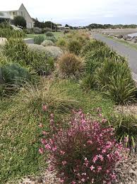 Native Coastal Garden Victoria Australia