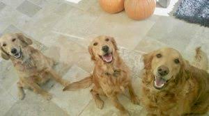 Adorable, happy, healthy, playful, goldendoodle puppies for sale by experienced arizona breeder. About Us Usdoodles