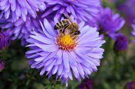 We did not find results for: Plants That Attract Bees
